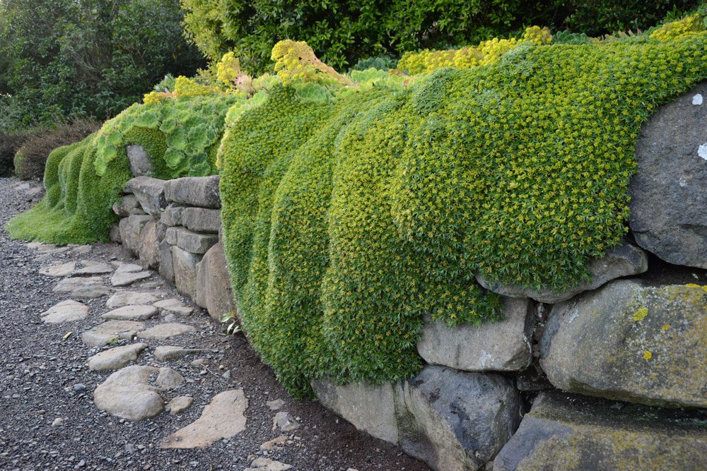 groundcover on wall