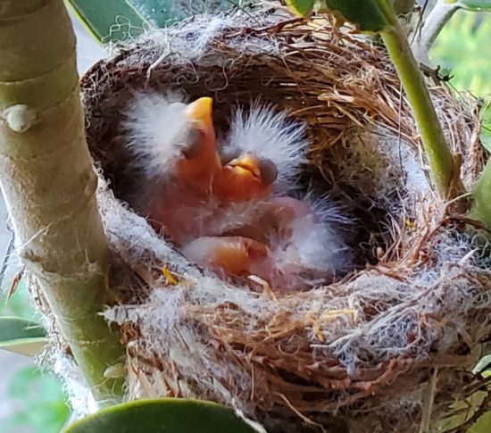 baby birds