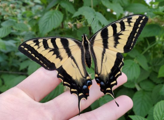 western tiger swallowtail