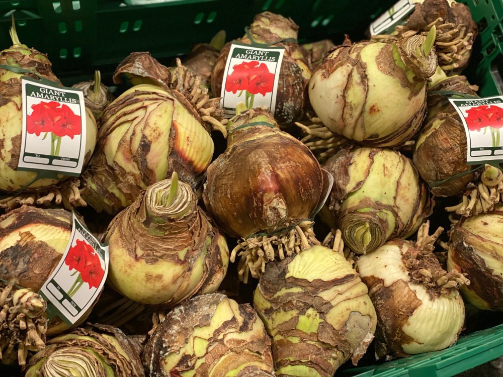 amaryllis bulbs