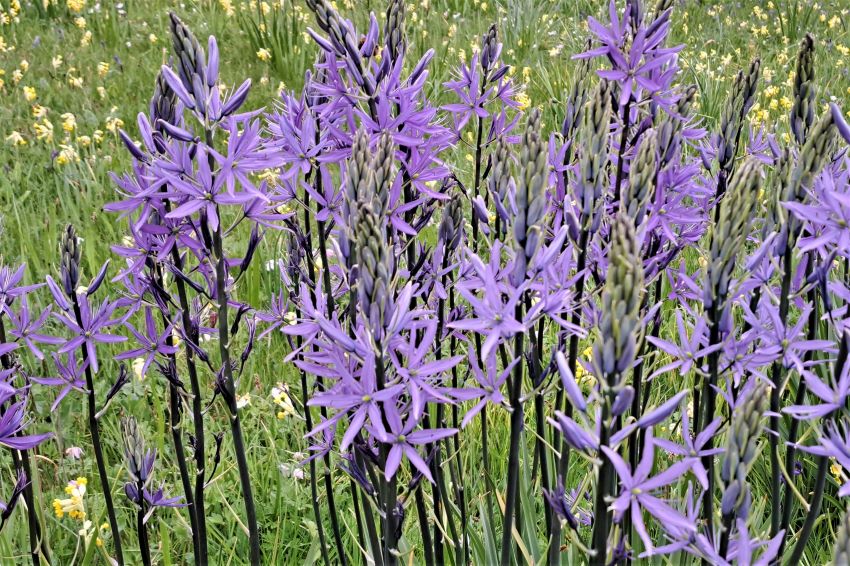 Camassias at Veddw Garden copyright Anne Wareham