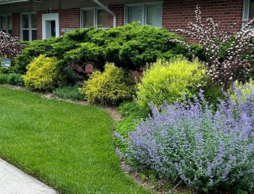 Extreme heat with no rain? Praise be the plants that survive without watering!