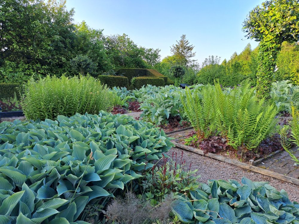 Foliage in the Veg Plot at Veddw Garden copyright Anne Wareham