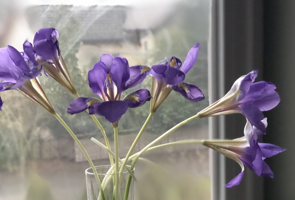 winter blooms of iris unguicularis