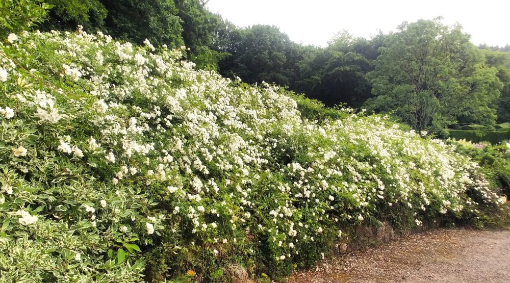 Rosa lucieae (syn. Rosa wichurana) at Veddw Garden copyright Anne Wareham