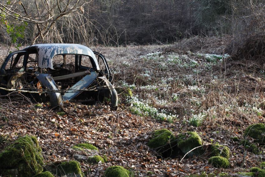 Snowdrops and car at Veddw Garden copyright Charles Hawes