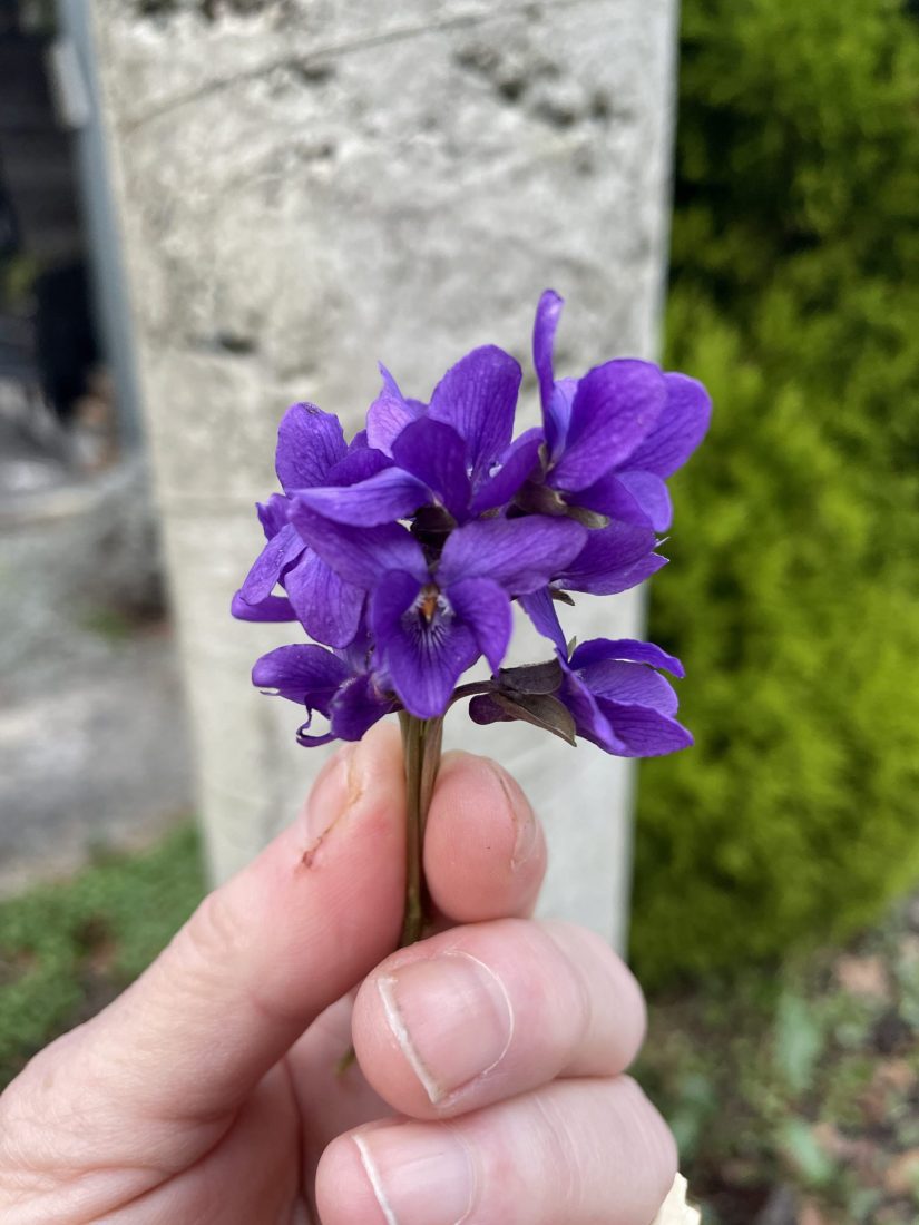 sweet violets by Lorene Edwards Forkner