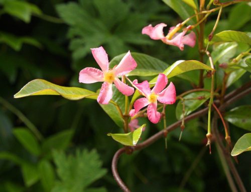 The Joy Of Perfumed Plants