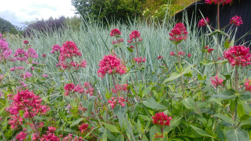 Valerian at Veddw Garden copyright Anne Wareham