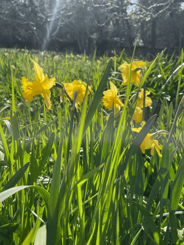 Daffodils at Filoli by Lorene Edwards Forkner