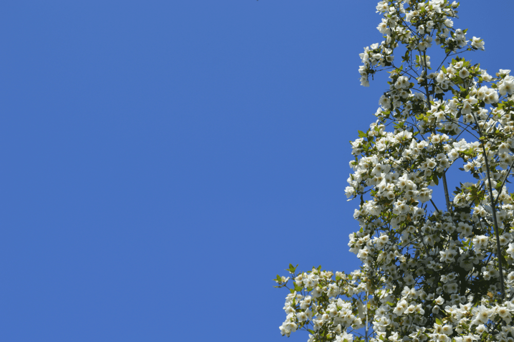 blue sky and eucryphia covered in white blooms.