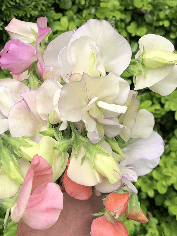 Bouquet of sweet peas